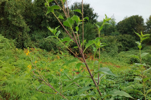 Cicoka-Helianthus-tuberosus-L.-01