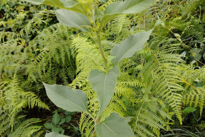 Cicoka-Helianthus-tuberosus-L.-02