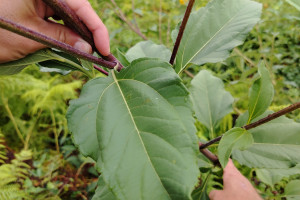 Cicoka-Helianthus-tuberosus-L.-03