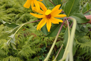 Cicoka-Helianthus-tuberosus-L.-04