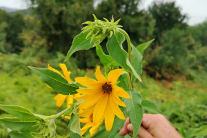 Cicoka-Helianthus-tuberosus-L.-05