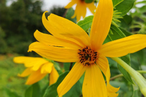 Cicoka-Helianthus-tuberosus-L.-06