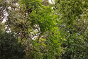 pajasen-Ailanthus-altissima-Mill.-Swingle-04
