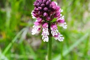 IMG-20251114-WA0001