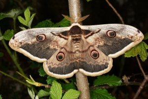 DSC05564-Saturnia-pyri-muzjak
