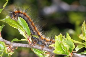 DSC05808-Eriogaster-catax-larva-on-Prunus-spinosa
