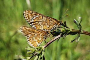 Euphydryas-aurinia-parenje-IMG_20260426