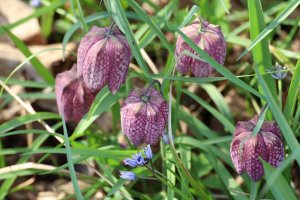 MONITORING-KOCKAVICE-Fritillaria-meleagris-L