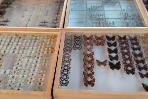 Noc-leptira-Kamanje-10