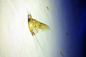 Noc-leptira-Kamanje-4