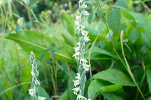 Spiranthes2