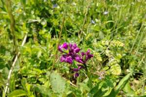 Ucenje-iz-prirode-10